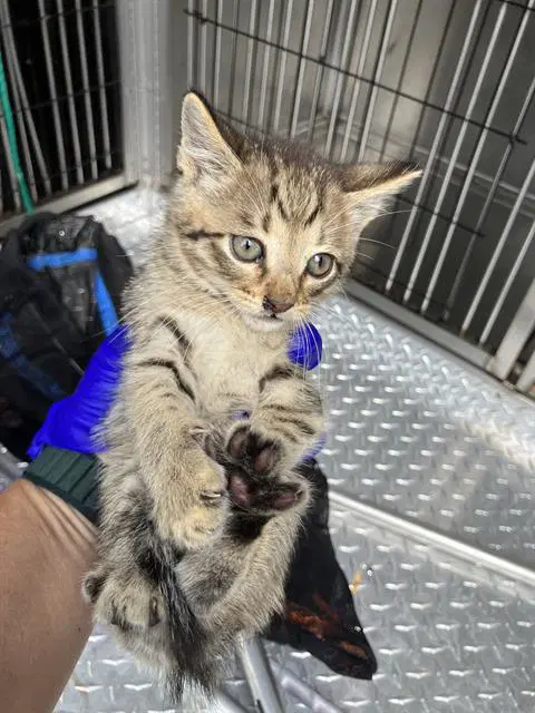 Junior - Domestic Short Hair