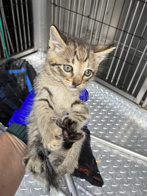 JUNIOR, Baby Domestic Short Hair (medium coat), cat for adoption in Fort Worth, Texas