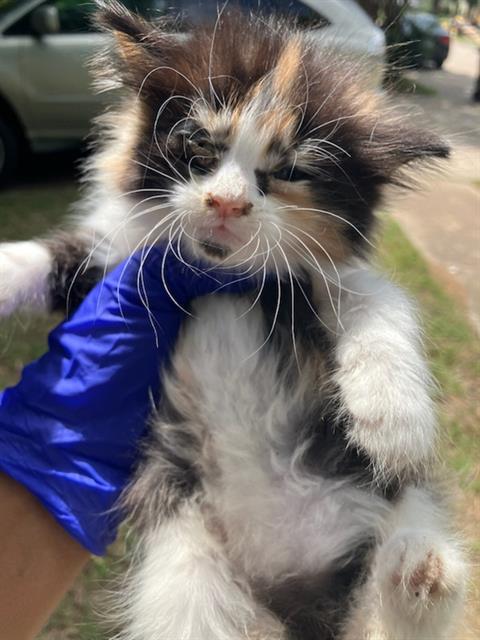 CINNAMONROLL, Baby Domestic Long Hair (medium coat), cat for adoption in Fort Worth, Texas