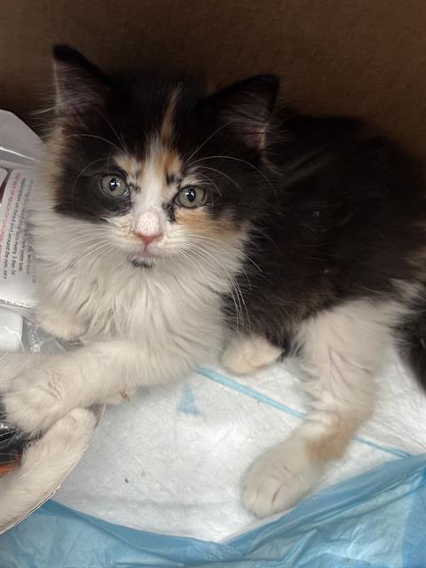 CINNAMONROLL, Baby Domestic Long Hair (medium coat), cat for adoption in Hurst, Texas