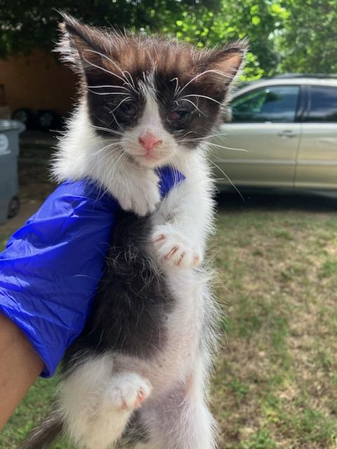 KUROMI, Baby Domestic Medium Hair (medium coat), cat for adoption in Fort Worth, Texas