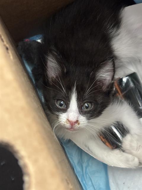 KUROMI, Baby Domestic Medium Hair (medium coat), cat for adoption in The Colony, Texas