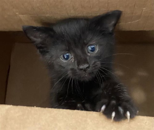 GEM, Baby Domestic Short Hair (medium coat), cat for adoption in Fort Worth, Texas