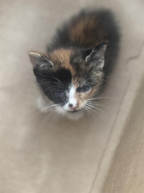 HONEY, Baby Domestic Short Hair (medium coat), cat for adoption in Fort Worth, Texas