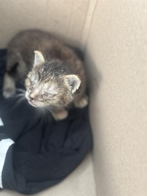 JACKY, Baby Domestic Short Hair (medium coat), cat for adoption in Fort Worth, Texas