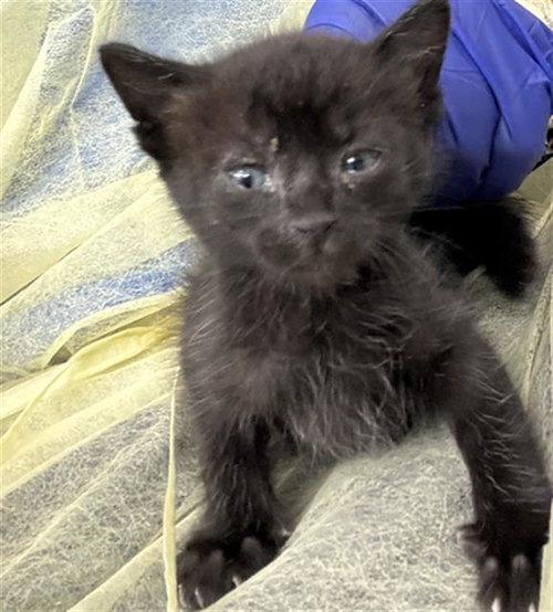 CURRY, Baby Domestic Short Hair (medium coat), cat for adoption in Fort Worth, Texas