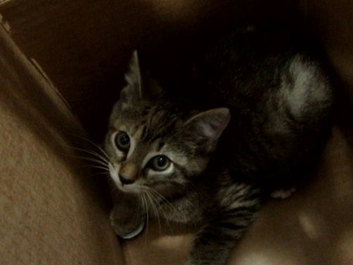 DARLA, Baby Domestic Medium Hair (medium coat), cat for adoption in Fort Worth, Texas