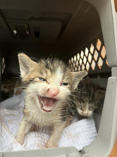REX, Baby Domestic Short Hair (medium coat), cat for adoption in Fort Worth, Texas