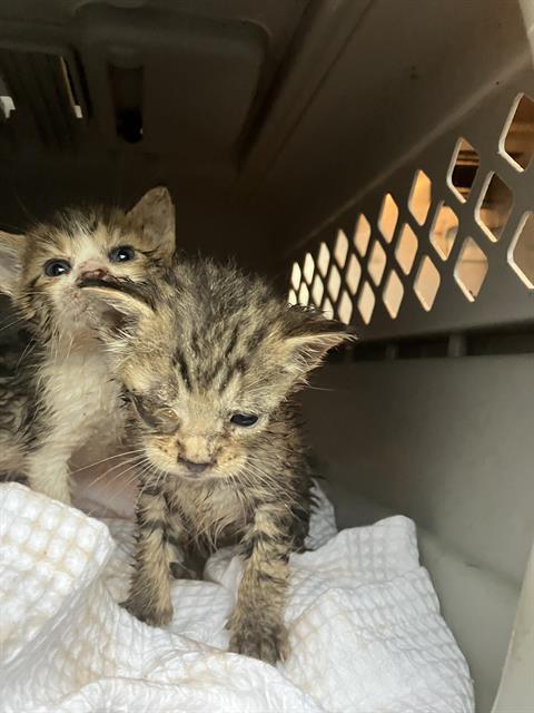 TINA, Baby Domestic Short Hair (medium coat), cat for adoption in Fort Worth, Texas