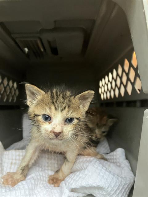 ROO, Baby Domestic Short Hair (medium coat), cat for adoption in Fort Worth, Texas