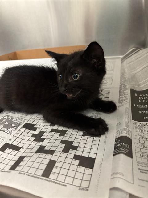 SMELLY BELLY - Domestic Short Hair available for adoption