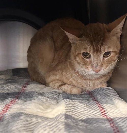 GARFIELD, Young Domestic Short Hair (medium coat), cat for adoption in Fort Worth, Texas