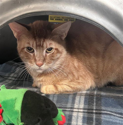 GARFIELD, Young Domestic Short Hair (medium coat), cat for adoption in Hurst, Texas
