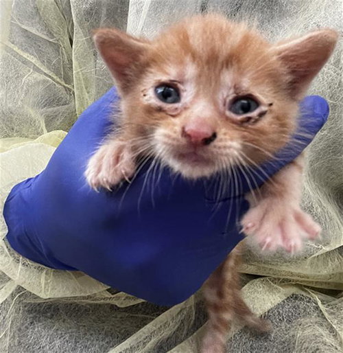 KIA, Baby Domestic Short Hair (medium coat), cat for adoption in Fort Worth, Texas