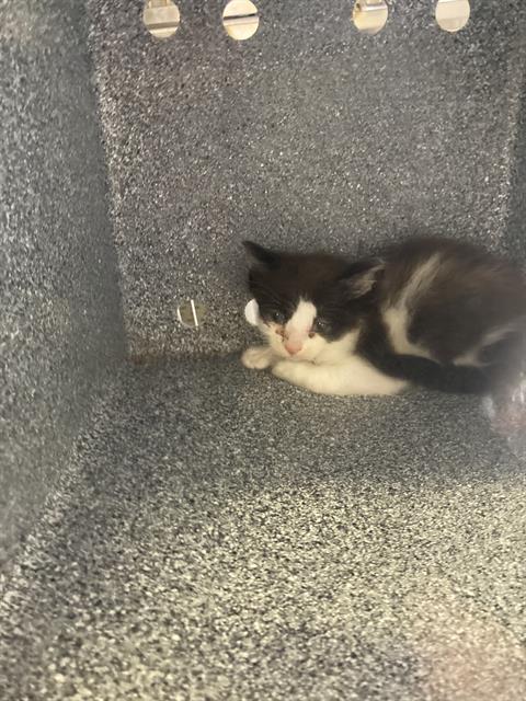 CHARLIE, Baby Domestic Short Hair (medium coat), cat for adoption in Fort Worth, Texas
