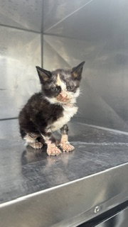 MINNI, Baby Domestic Short Hair (medium coat), cat for adoption in Fort Worth, Texas