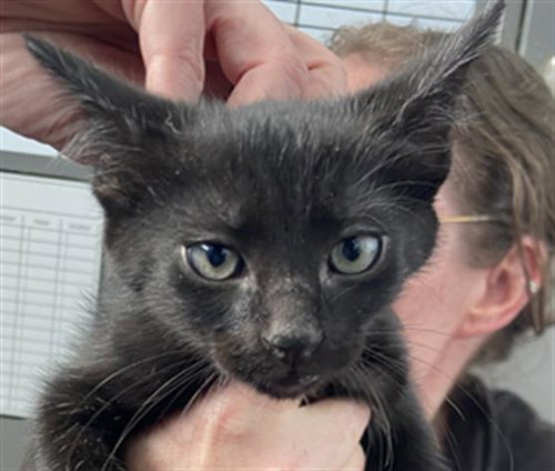 HADES, Baby Domestic Short Hair (medium coat), cat for adoption in Fort Worth, Texas