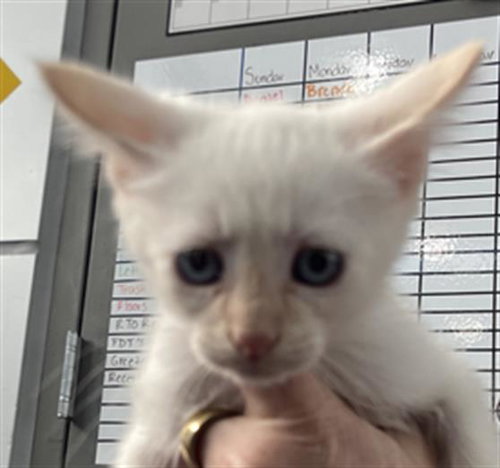 ARTEMIS, Baby Domestic Short Hair (medium coat), cat for adoption in Fort Worth, Texas
