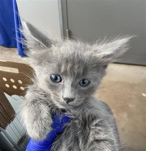 HERMES, Baby Domestic Medium Hair (medium coat), cat for adoption in Fort Worth, Texas