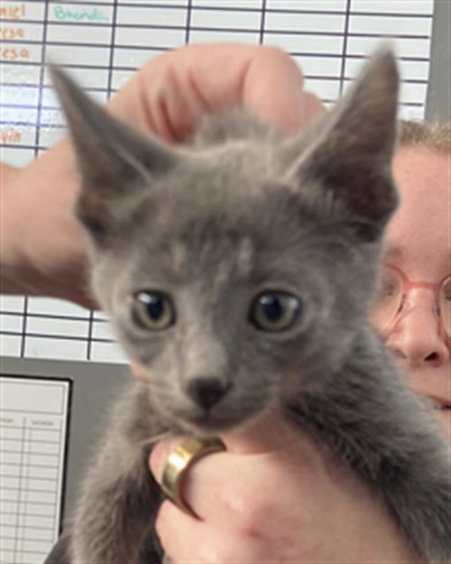 POSEIDON, Baby Domestic Short Hair (medium coat), cat for adoption in Fort Worth, Texas