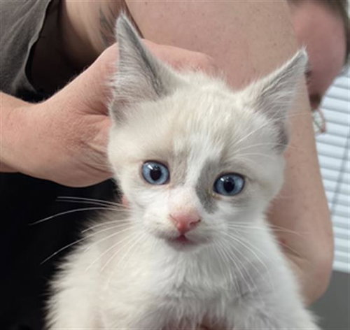 ZEUS, Baby Domestic Short Hair (medium coat), cat for adoption in Fort Worth, Texas