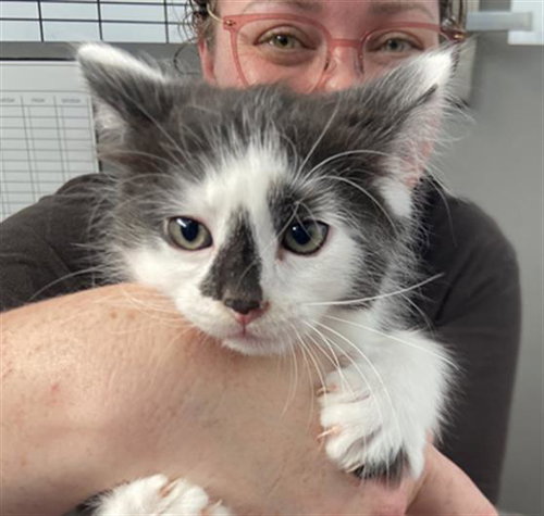 APOLLO, Baby Domestic Medium Hair (medium coat), cat for adoption in Fort Worth, Texas