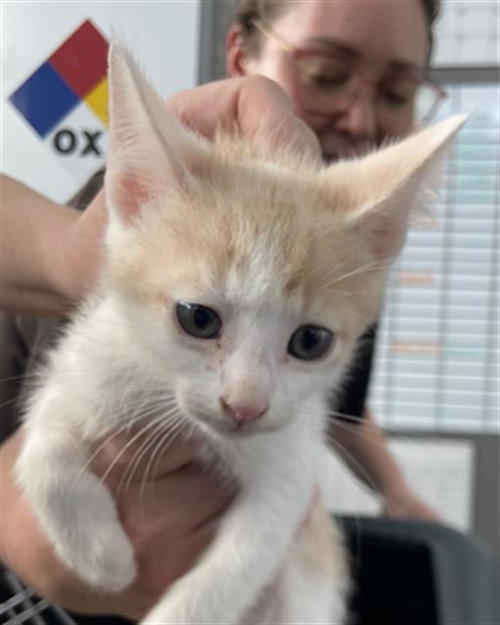HERCULES, Baby Domestic Medium Hair (medium coat), cat for adoption in Fort Worth, Texas