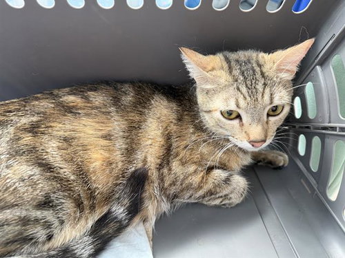 TIGRESS, Young Domestic Short Hair (medium coat), cat for adoption in Fort Worth, Texas