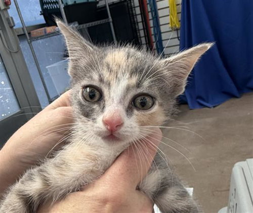 TYLEE, Baby Domestic Short Hair (medium coat), cat for adoption in Fort Worth, Texas