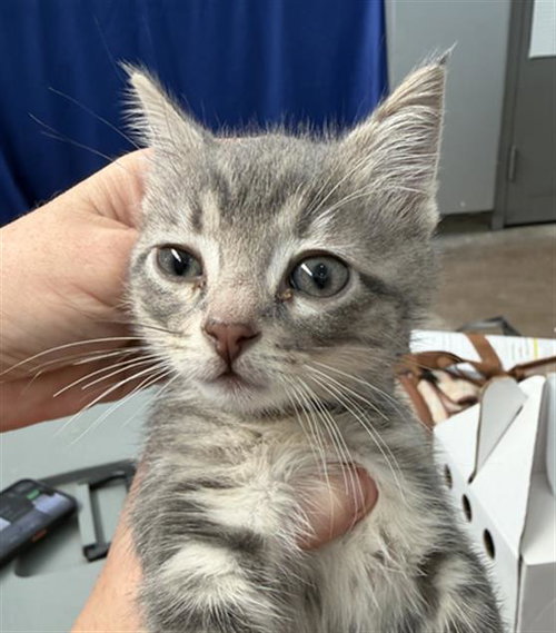 TYSON, Baby Domestic Short Hair (medium coat), cat for adoption in Fort Worth, Texas