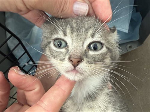TYWIN, Baby Domestic Short Hair (medium coat), cat for adoption in Fort Worth, Texas