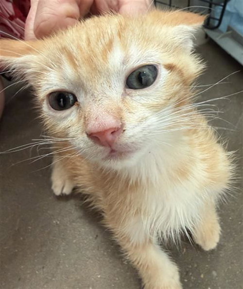 TYLER, Baby Domestic Short Hair (medium coat), cat for adoption in Fort Worth, Texas