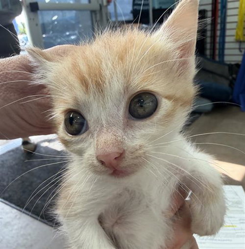 TYMELESS, Baby Domestic Short Hair (medium coat), cat for adoption in Fort Worth, Texas