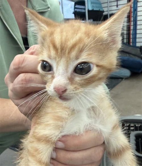 TYLUNG, Baby Domestic Short Hair (medium coat), cat for adoption in Fort Worth, Texas