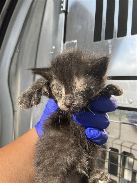 DAWN, Baby Domestic Short Hair (medium coat), cat for adoption in Fort Worth, Texas