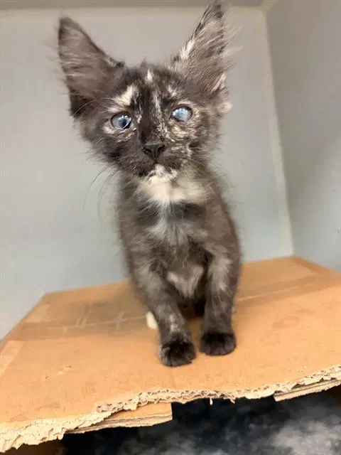 Dawn - Domestic Short Hair