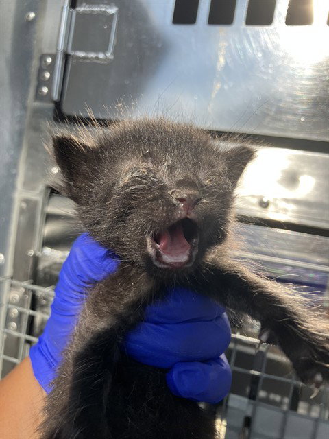 TOM, Baby Domestic Short Hair (medium coat), cat for adoption in Fort Worth, Texas