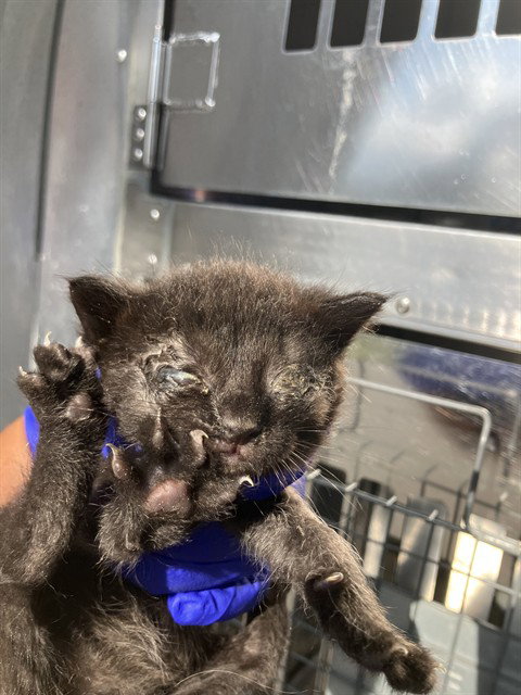 RUDY, Baby Domestic Short Hair (medium coat), cat for adoption in Fort Worth, Texas
