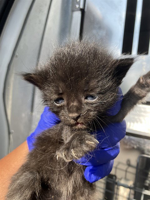 REN, Baby Domestic Short Hair (medium coat), cat for adoption in Fort Worth, Texas