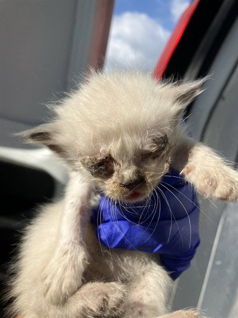 JUNE, Baby Domestic Short Hair (medium coat), cat for adoption in Fort Worth, Texas