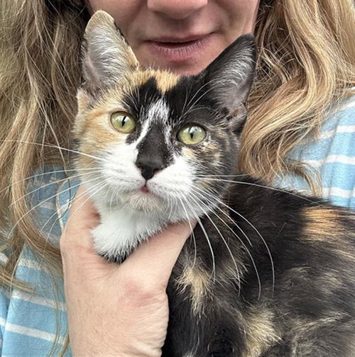 LENA, Baby Domestic Short Hair (medium coat), cat for adoption in Fort Worth, Texas