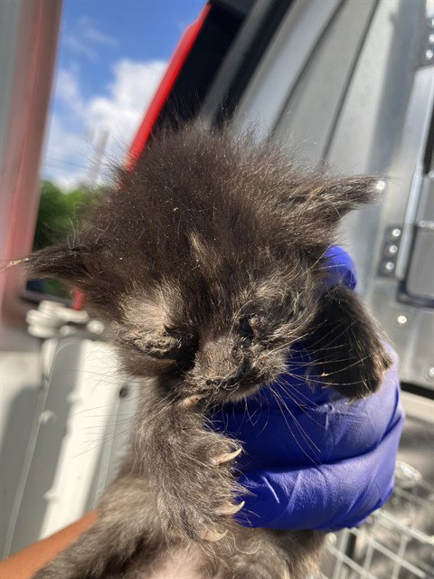 PAGE, Baby Domestic Short Hair (medium coat), cat for adoption in Fort Worth, Texas