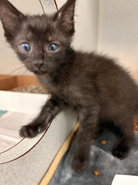 PAGE, an adoptable Domestic Short Hair in Dallas, TX