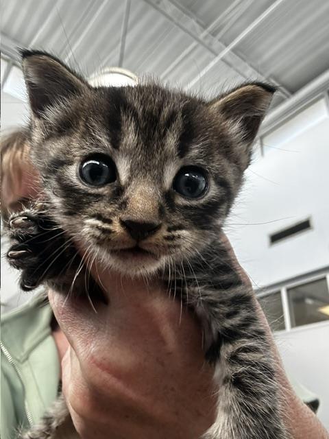 NEKO, Baby Domestic Short Hair (medium coat), cat for adoption in Fort Worth, Texas