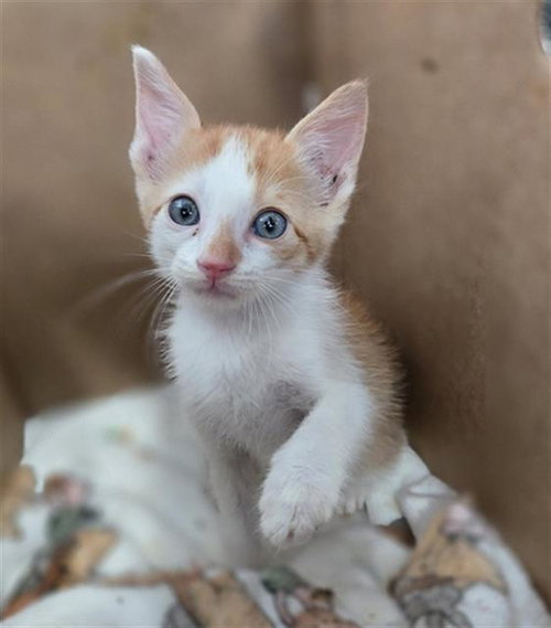 TOMATO, Baby Domestic Short Hair (medium coat), cat for adoption in Fort Worth, Texas