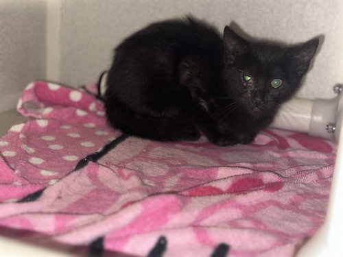 SMOKEY, Baby Domestic Short Hair (medium coat), cat for adoption in Fort Worth, Texas