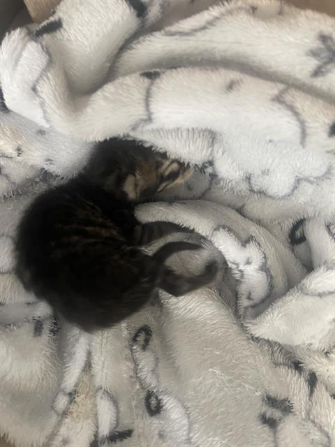 PLUTO, Baby Domestic Short Hair (medium coat), cat for adoption in Fort Worth, Texas