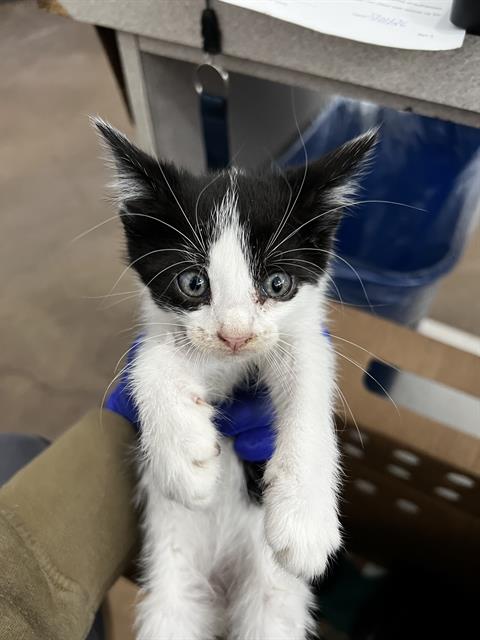 RUST, Baby Domestic Medium Hair (medium coat), cat for adoption in Fort Worth, Texas