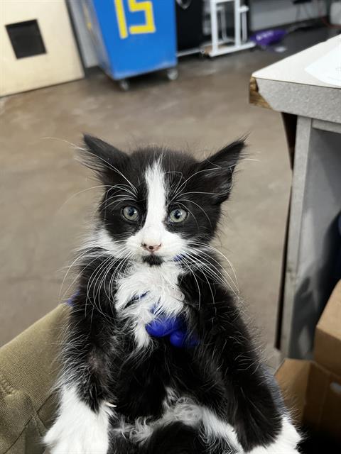 SCARLET, Baby Domestic Long Hair (medium coat), cat for adoption in Fort Worth, Texas