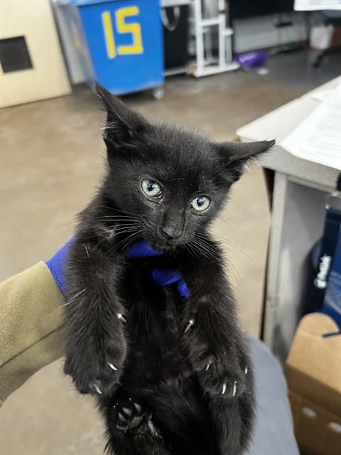 BRUTUS, Baby Domestic Medium Hair (medium coat), cat for adoption in Fort Worth, Texas